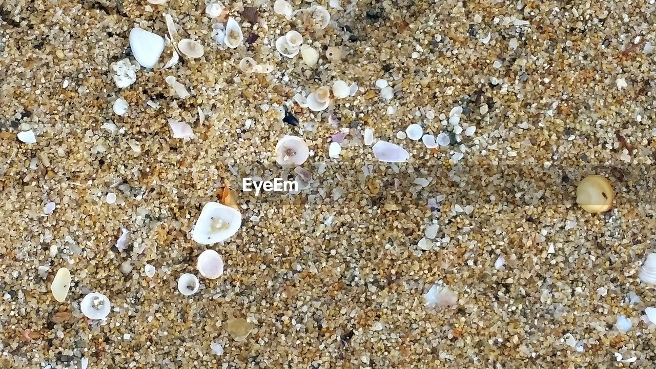 HIGH ANGLE VIEW OF SHELLS ON SAND