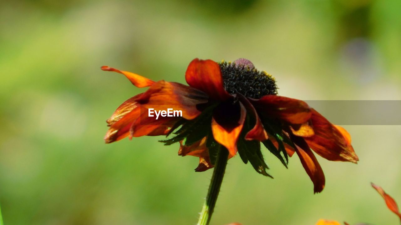 CLOSE-UP OF RED FLOWER