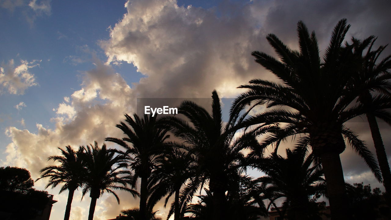 LOW ANGLE VIEW OF PALM TREES AGAINST SKY