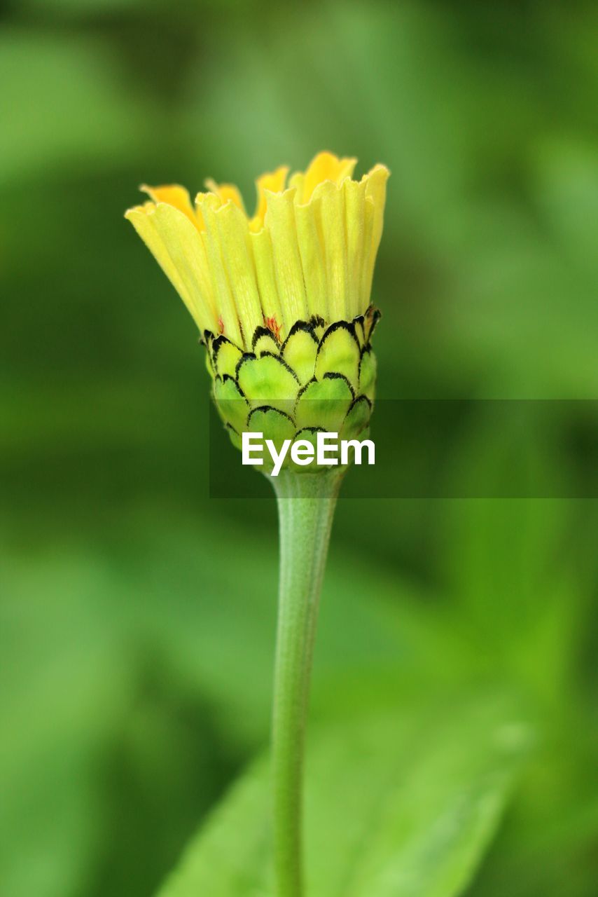 Close-up of yellow flowering plant