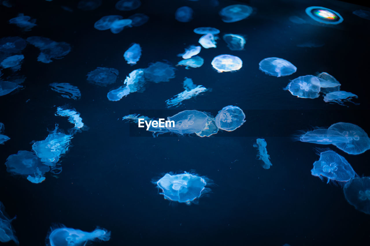 Close-up of jellyfish 