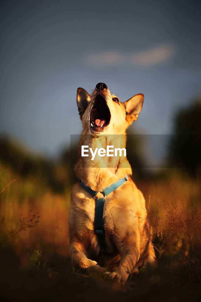 DOG SITTING ON FIELD DURING SUNSET