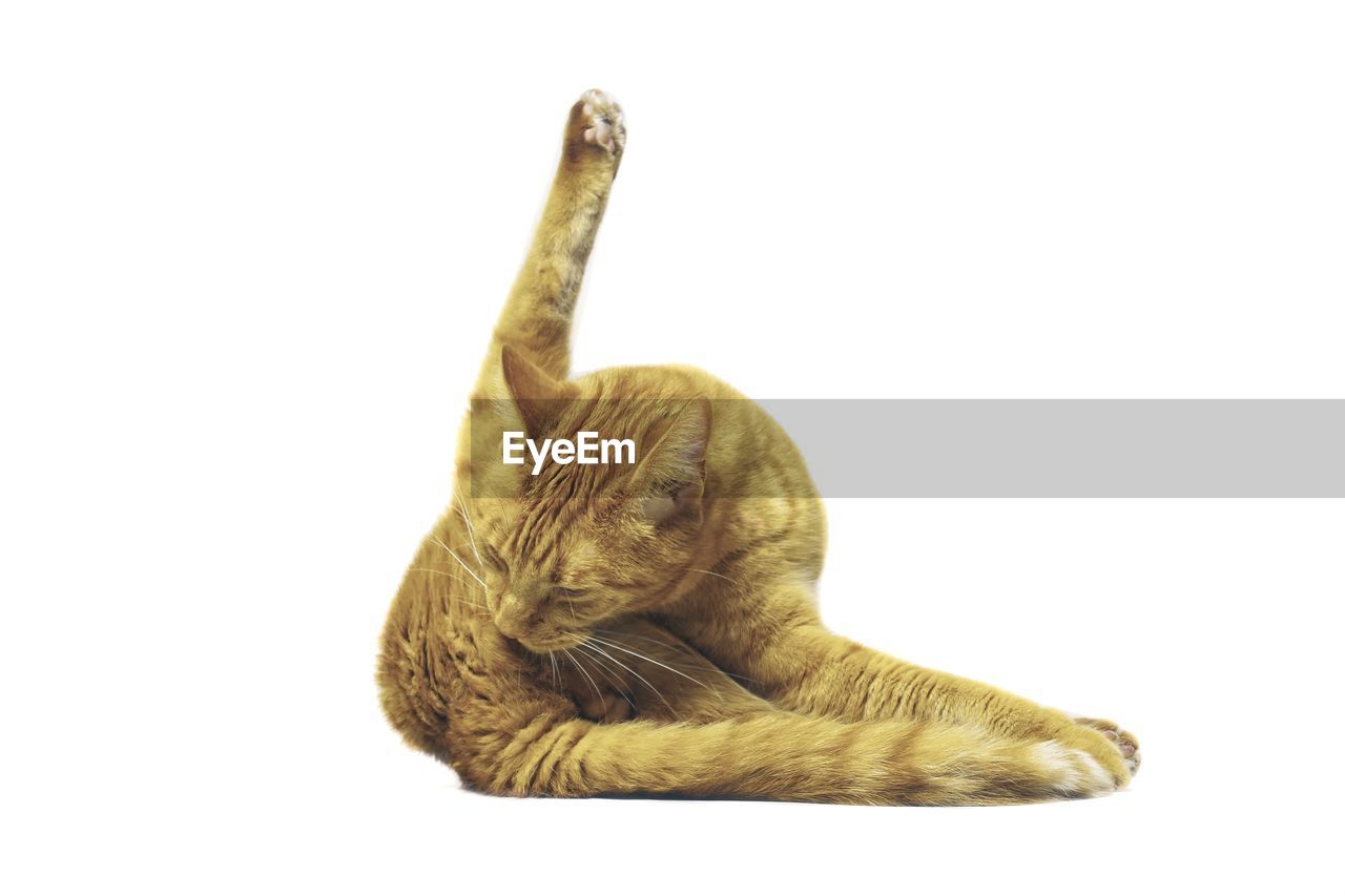 Funny cat make yoga pose. isolated on white background.