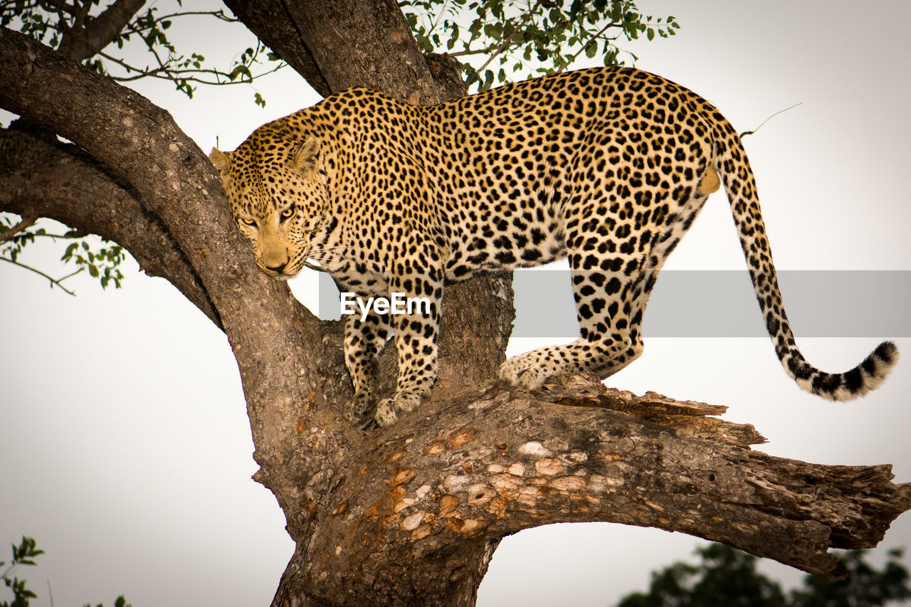 Leopard in tree against sky