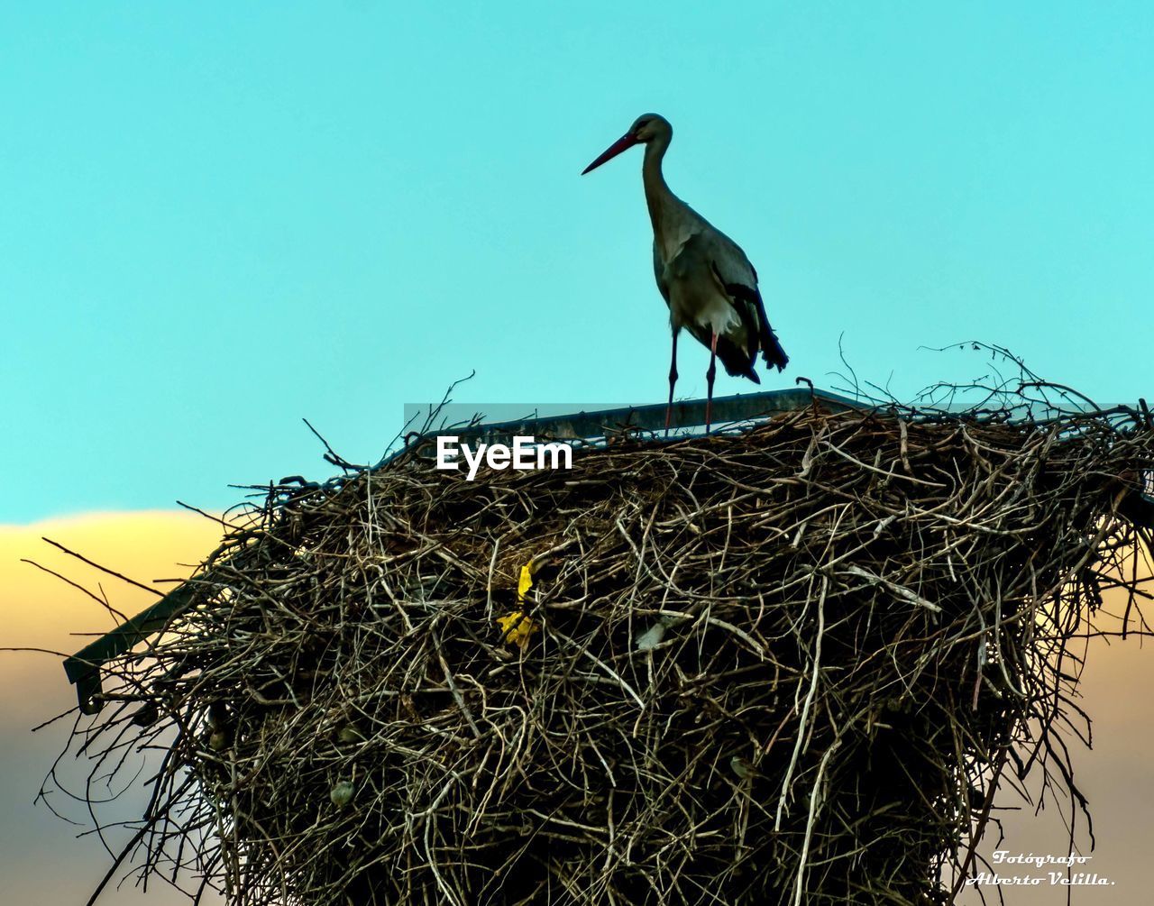 LOW ANGLE VIEW OF BIRD PERCHING ON NEST