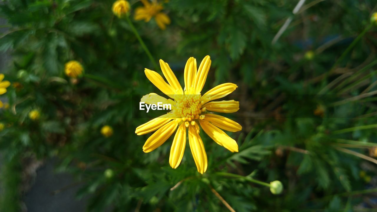 CLOSE-UP OF YELLOW FLOWER