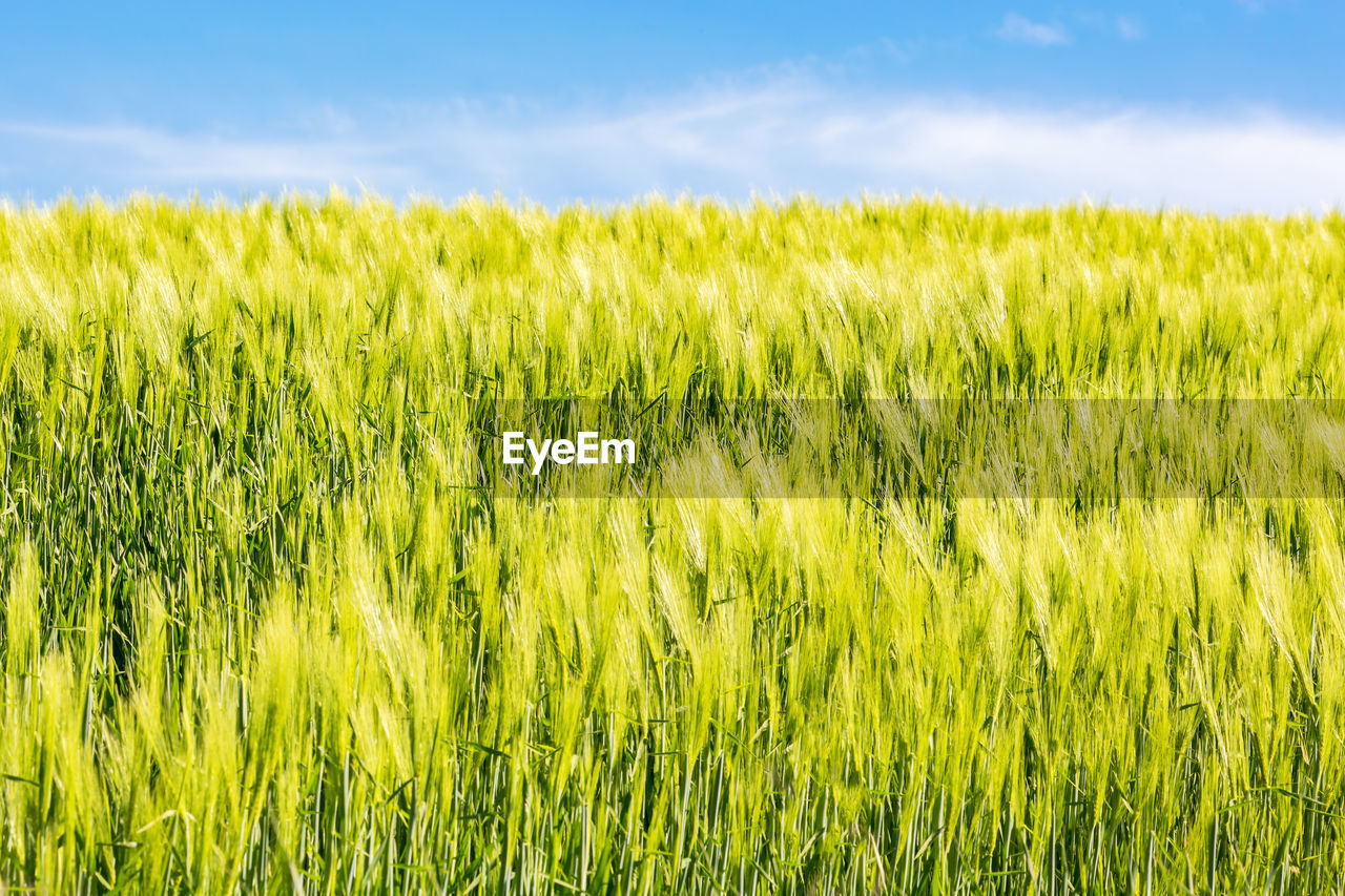 Crops growing on field