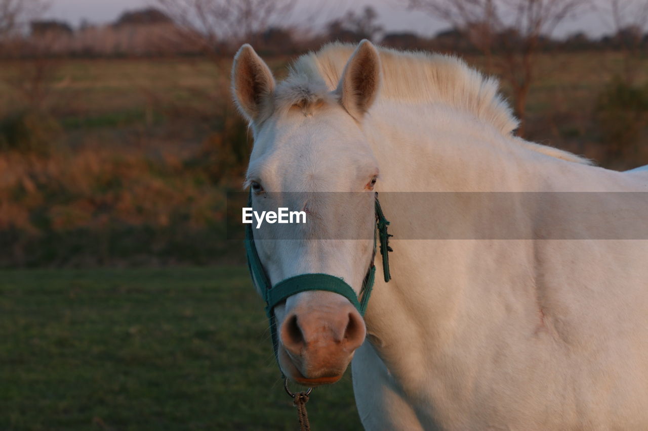 horse, animal, animal themes, mammal, domestic animals, animal wildlife, one animal, mane, livestock, pet, halter, mare, stallion, nature, mustang horse, working animal, grass, no people, animal body part, portrait, field, pasture, land, plant, focus on foreground, outdoors, landscape, animal head, environment, day, white, bridle, standing, brown, agriculture, rural scene, close-up