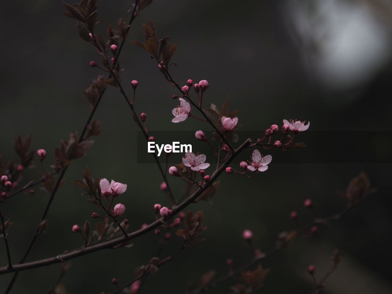 CLOSE-UP OF PINK CHERRY BLOSSOM ON PLANT