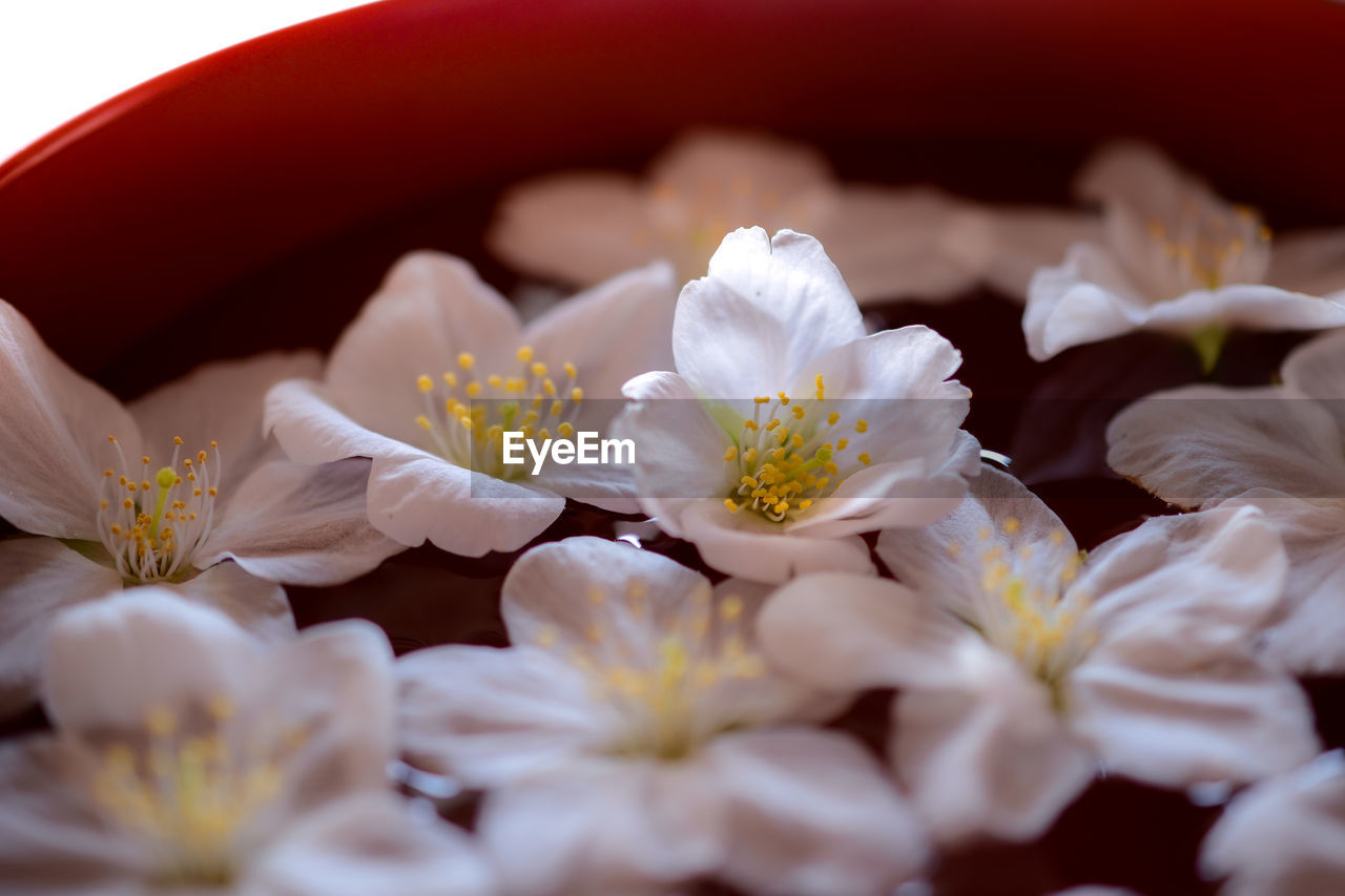 flower, flowering plant, plant, freshness, beauty in nature, close-up, petal, nature, food and drink, white, selective focus, blossom, food, macro photography, no people, scented, fragility, springtime, flower head, outdoors, wellbeing, yellow, relaxation