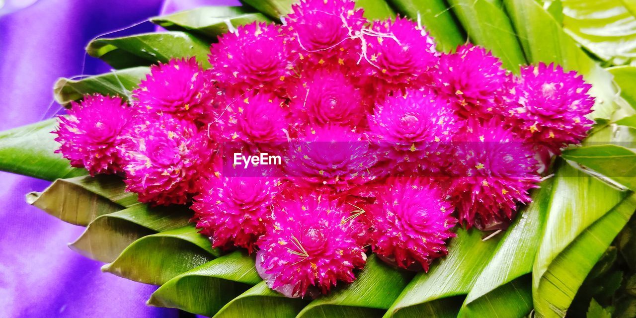 CLOSE-UP OF PINK FLOWERS