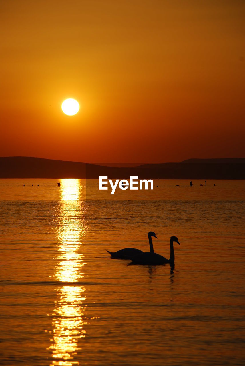 Silhouette swans swimming on river against orange sky