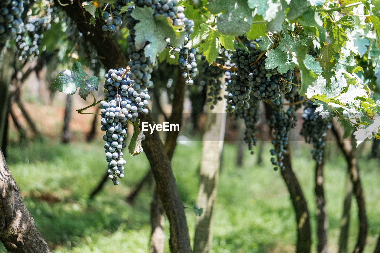 Vineyards at bento gonçalves brazil