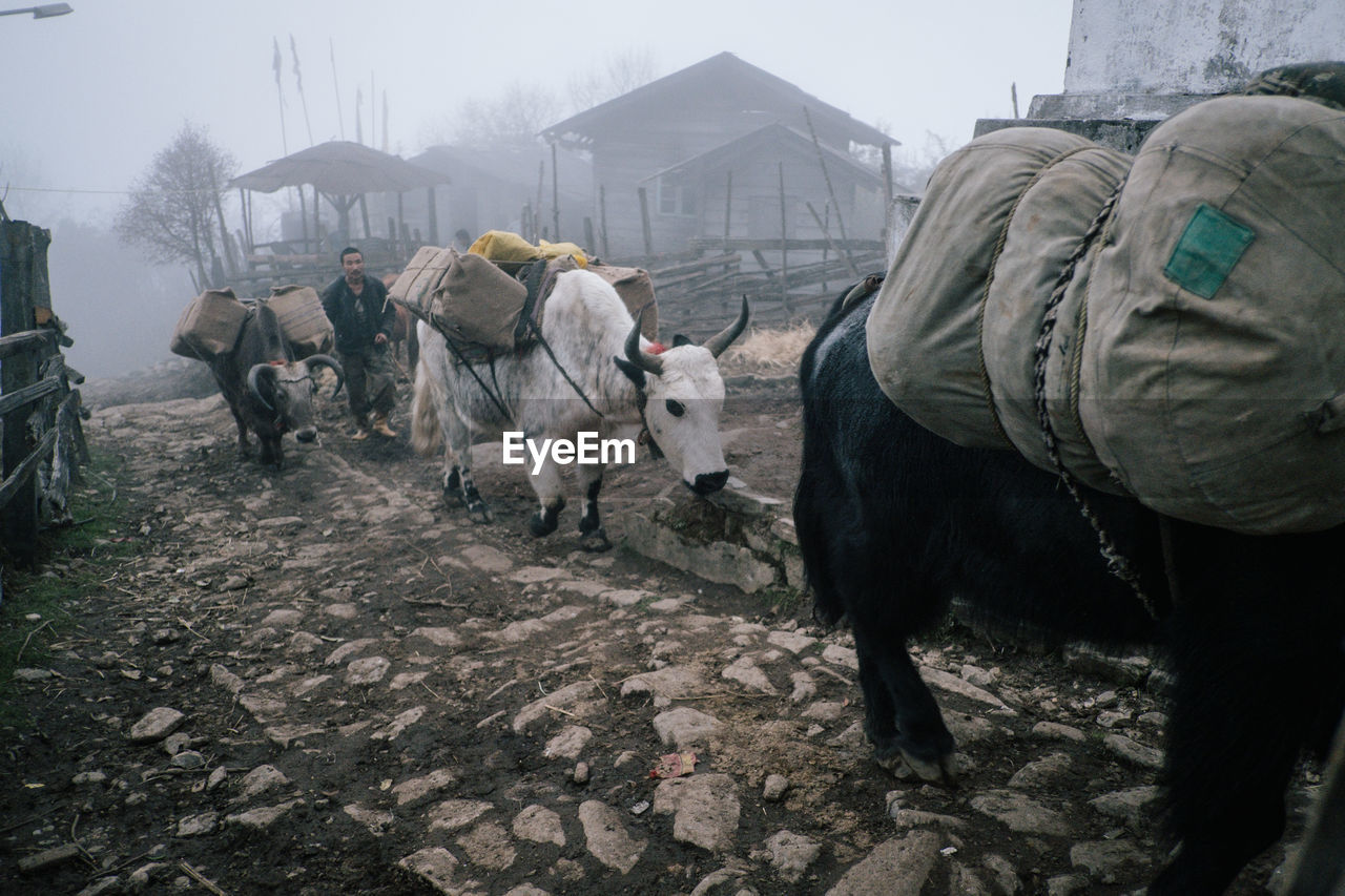 PANORAMIC VIEW OF PEOPLE