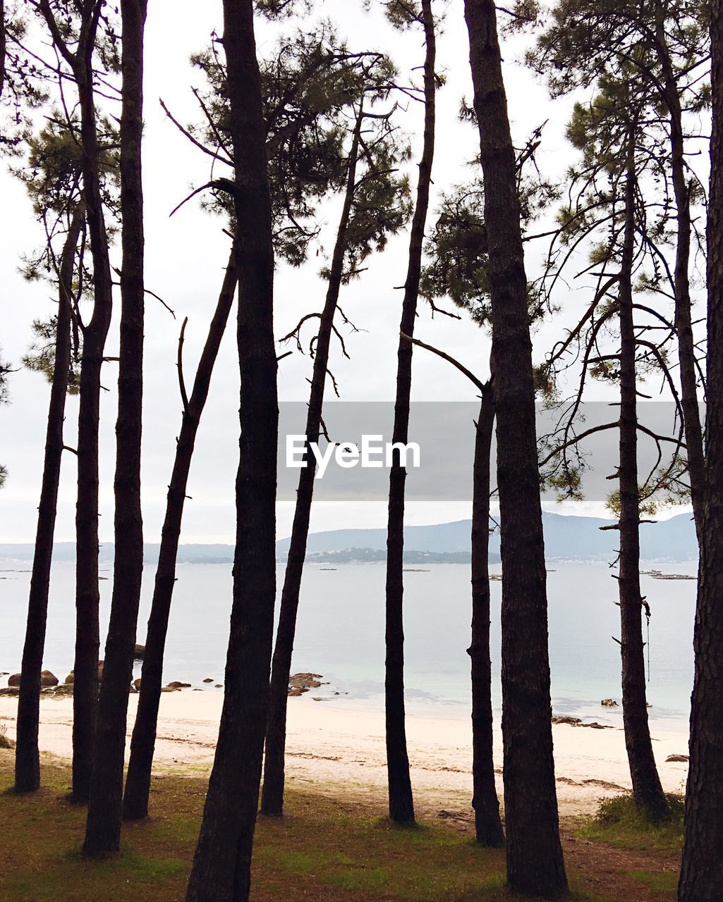 VIEW OF TREES ON LANDSCAPE AGAINST SKY