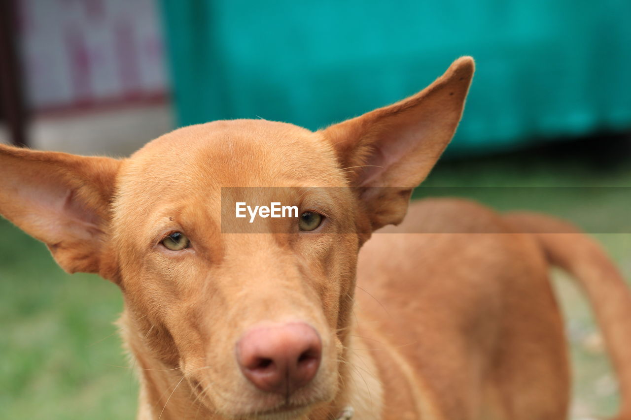 CLOSE-UP PORTRAIT OF DOG WITH MOUTH OPEN