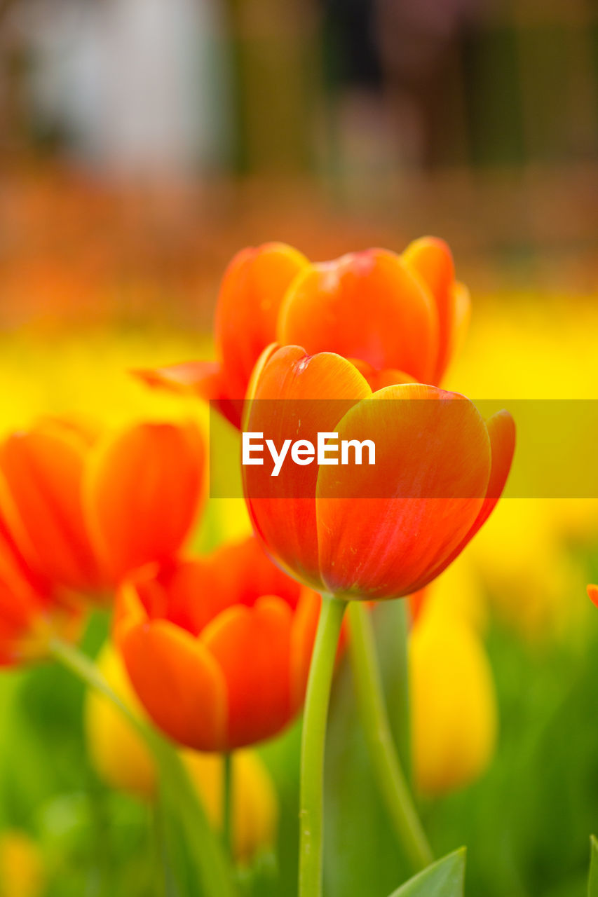 Close-up of orange tulip