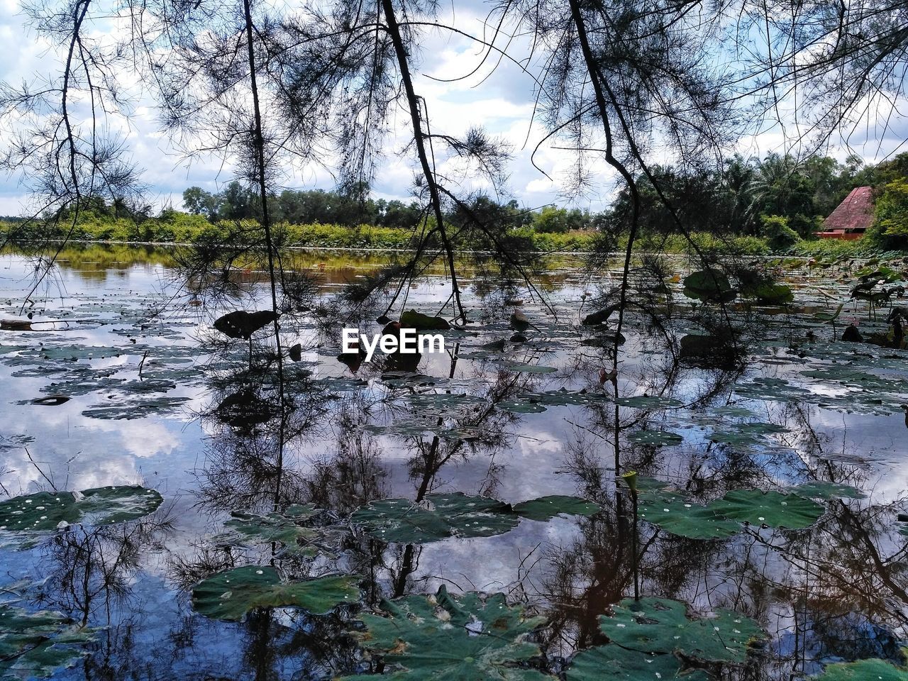 SCENIC VIEW OF LAKE IN FOREST