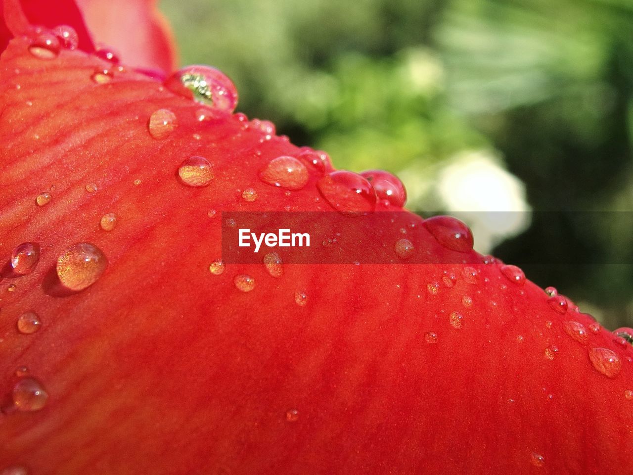 CLOSE-UP OF WET RED FLOWERS