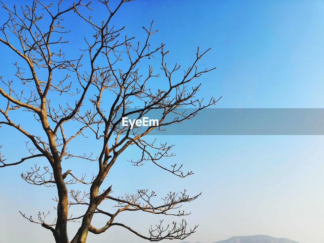 Low angle view of bare tree against clear blue sky