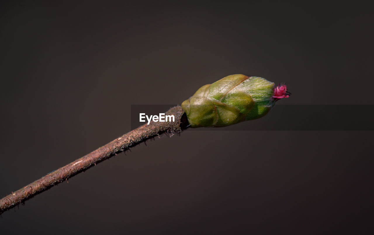 Close-up of flower buds against black background