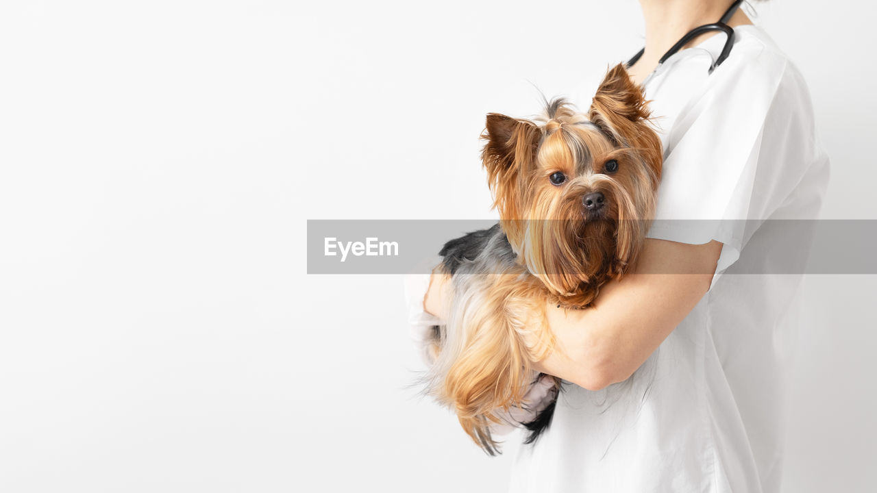 midsection of woman with dog against white background