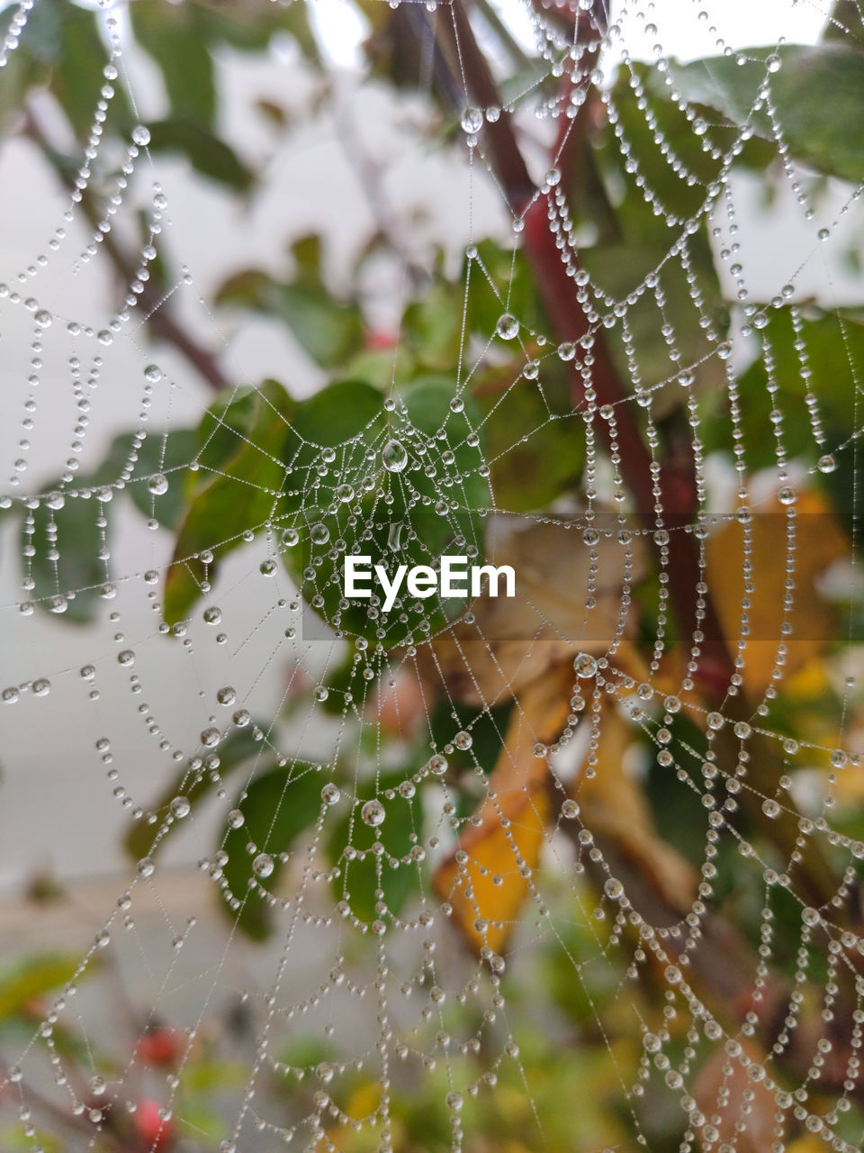 Close-up of wet spider web