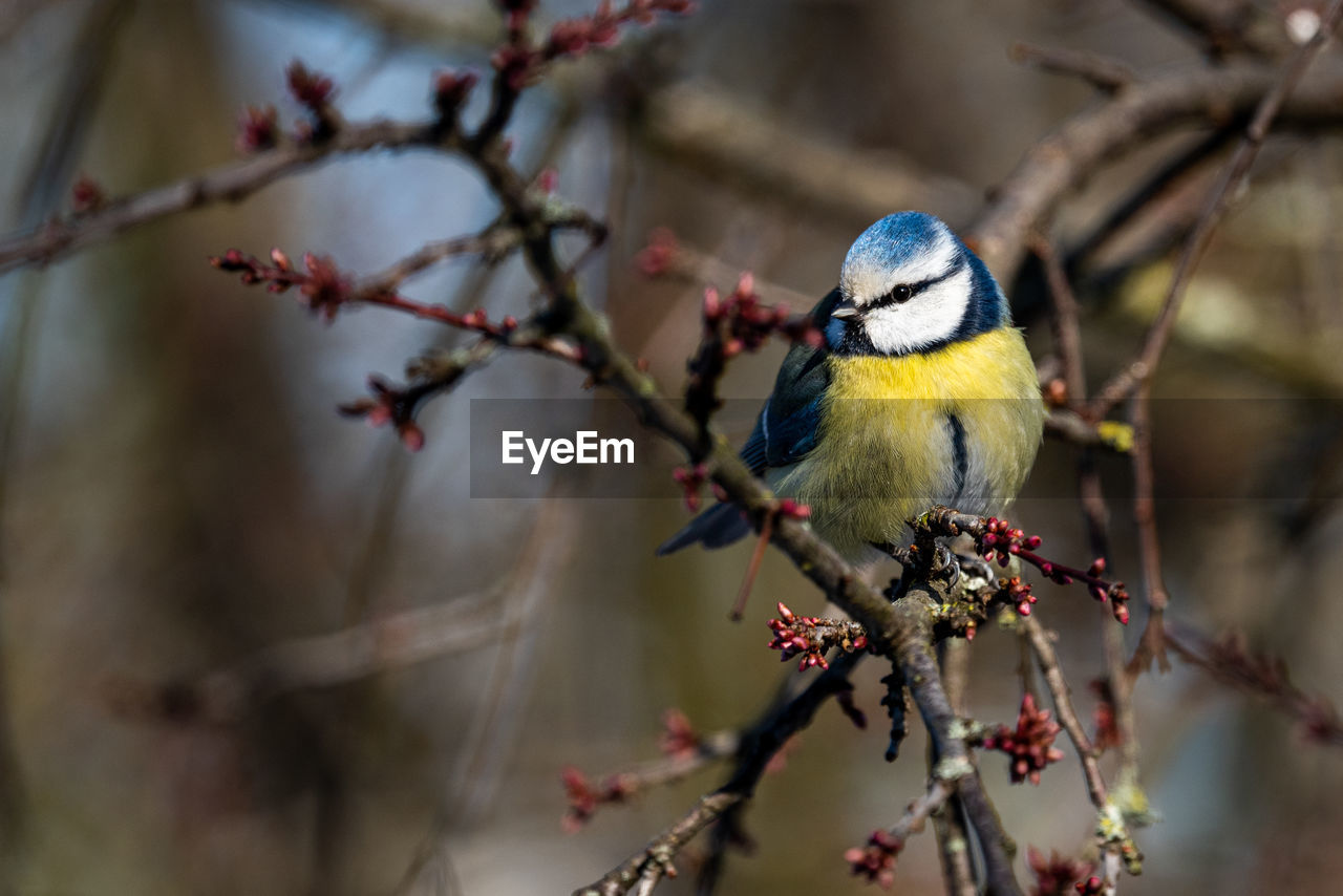 bird, animal themes, animal, animal wildlife, nature, tree, branch, wildlife, perching, plant, flower, spring, one animal, beauty in nature, close-up, fruit, no people, outdoors, focus on foreground, beak, multi colored, yellow, macro photography, environment