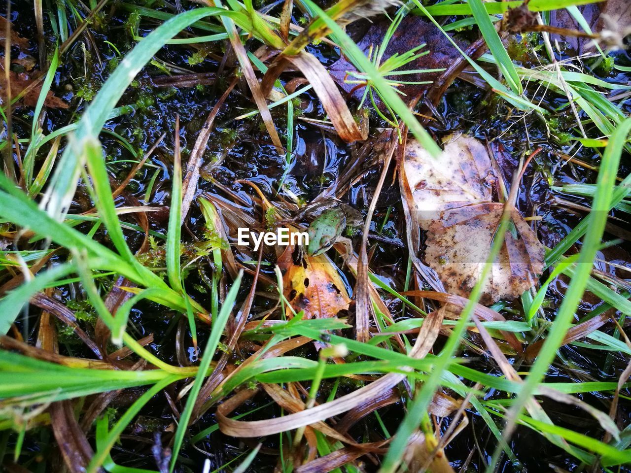 CLOSE-UP OF TURTLE ON FIELD