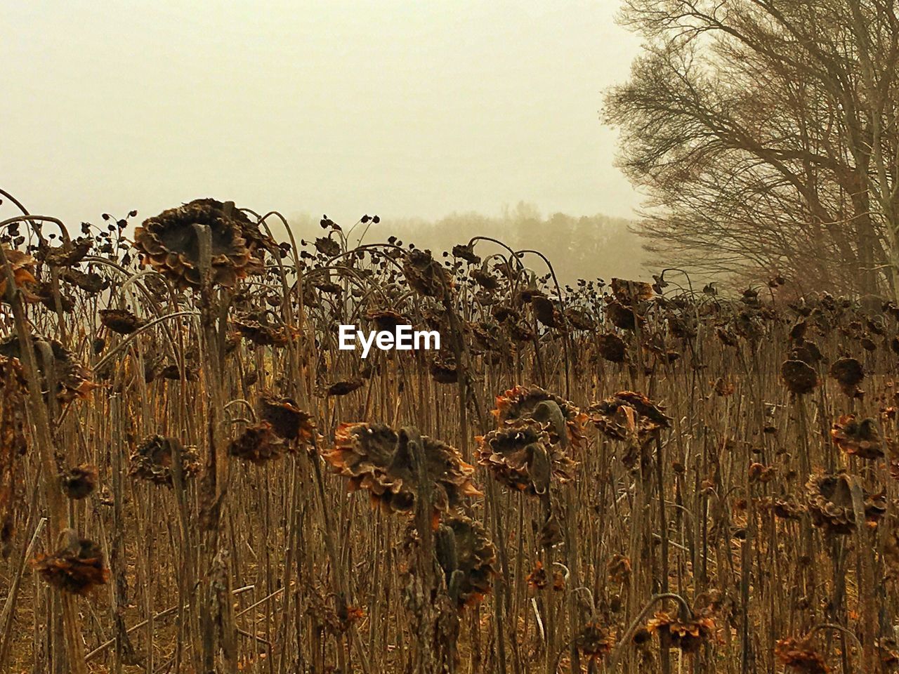 PLANTS GROWING ON FIELD