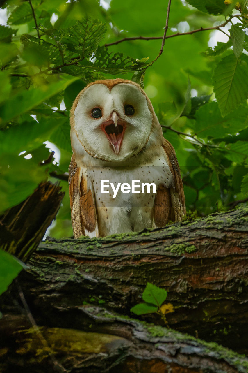 Portrait of a smiling barn owl