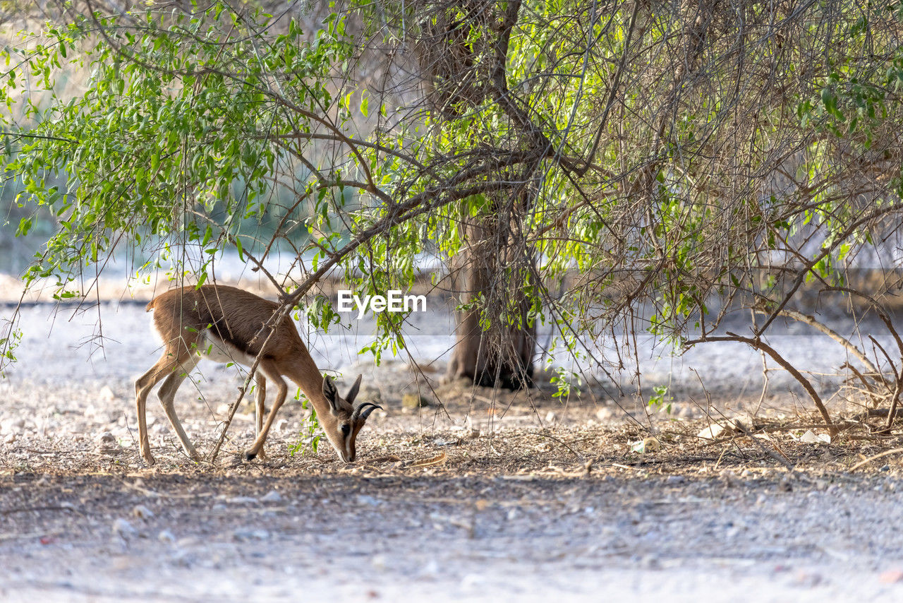 Young sand gazelle in the nature in uae