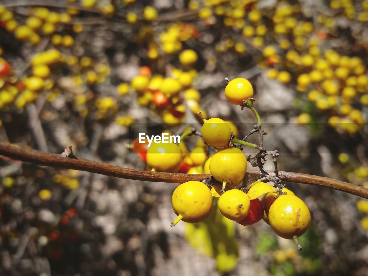 Close-up of berries on tree