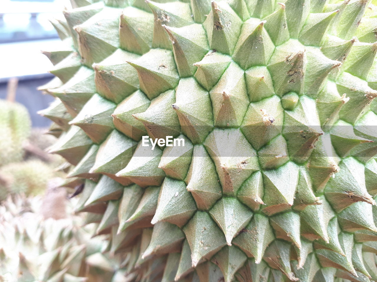 CLOSE-UP OF CACTUS PLANT
