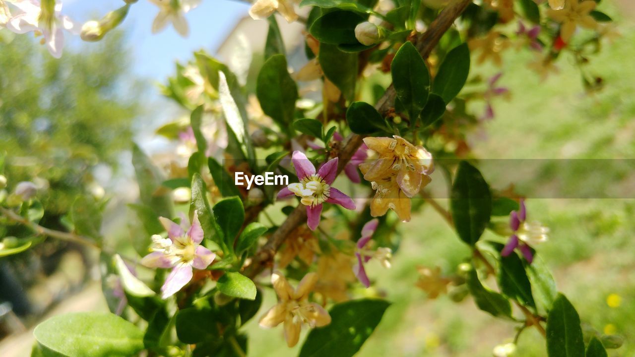 Close-up of flowering plant