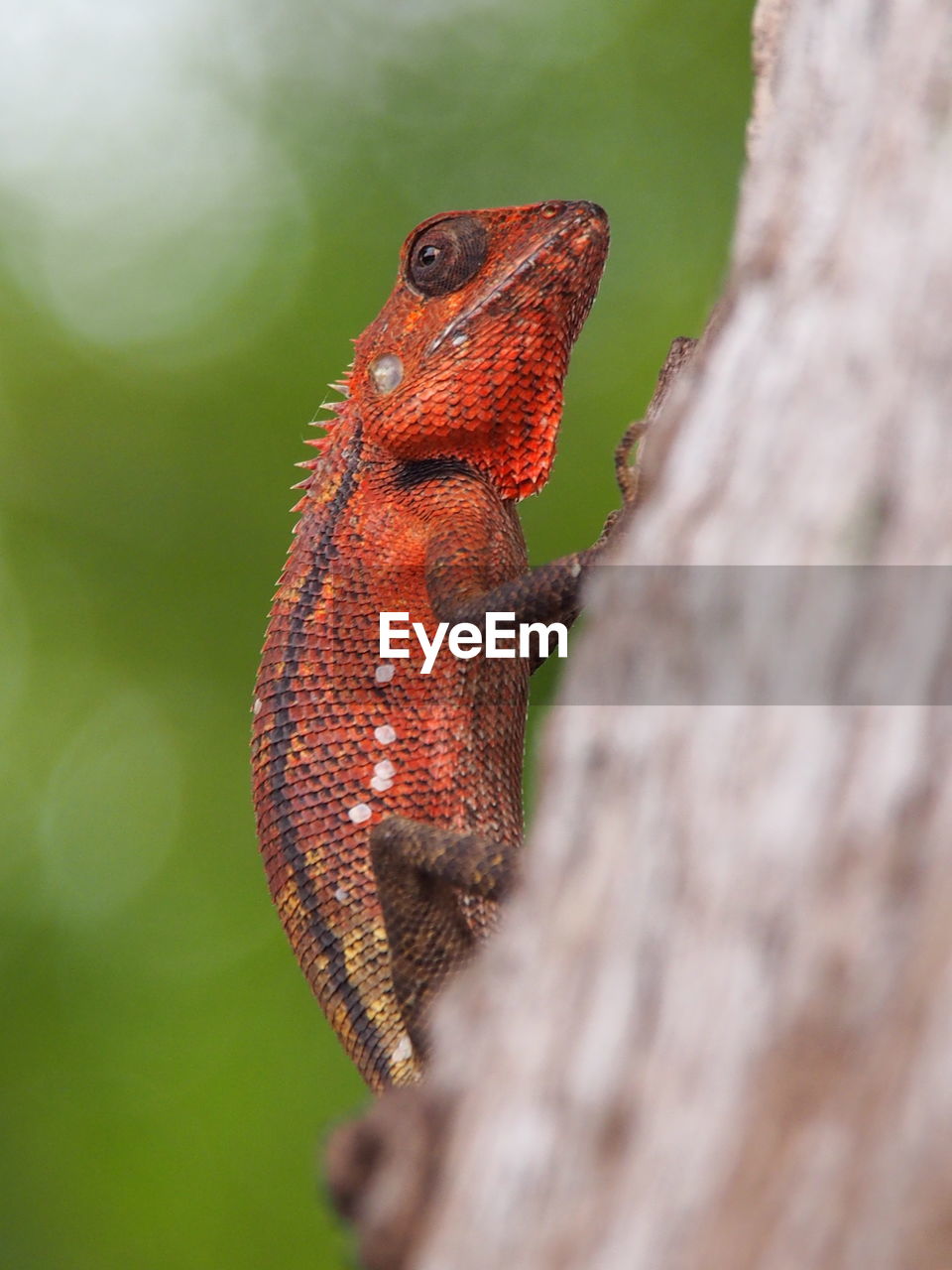 CLOSE-UP OF A LIZARD ON A TREE