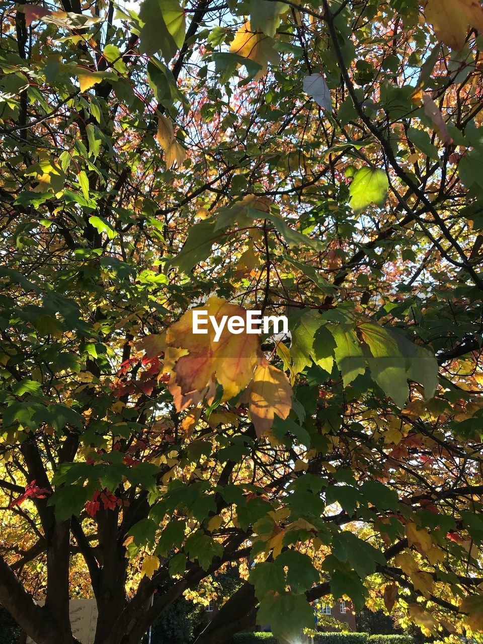 LOW ANGLE VIEW OF FLOWERING PLANTS ON TREE