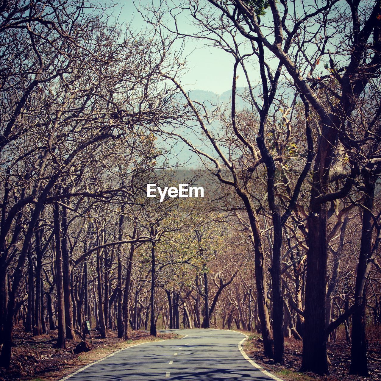 Road amidst trees in forest