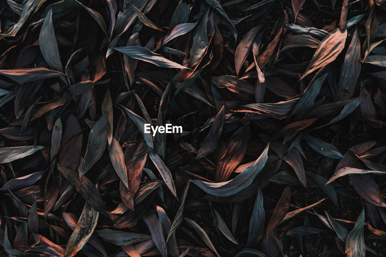 FULL FRAME SHOT OF DRY PLANTS ON FIELD