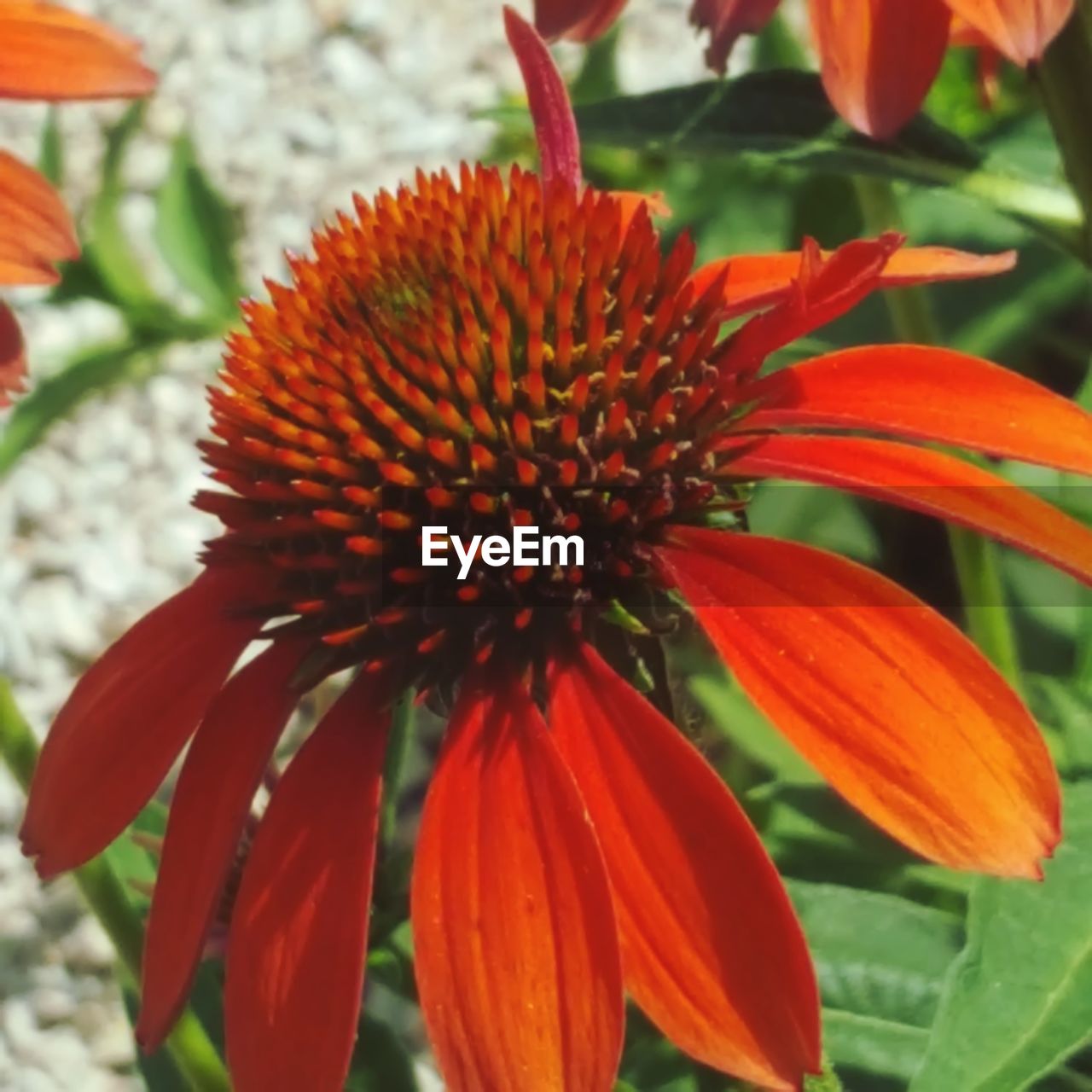 CLOSE-UP OF ORANGE FLOWER