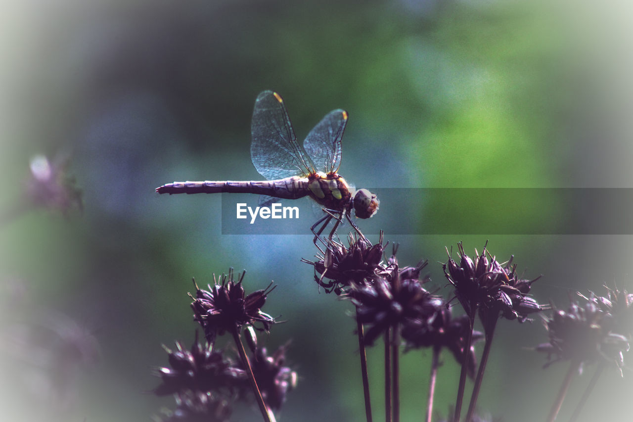 Close-up of dragonfly on purple flower