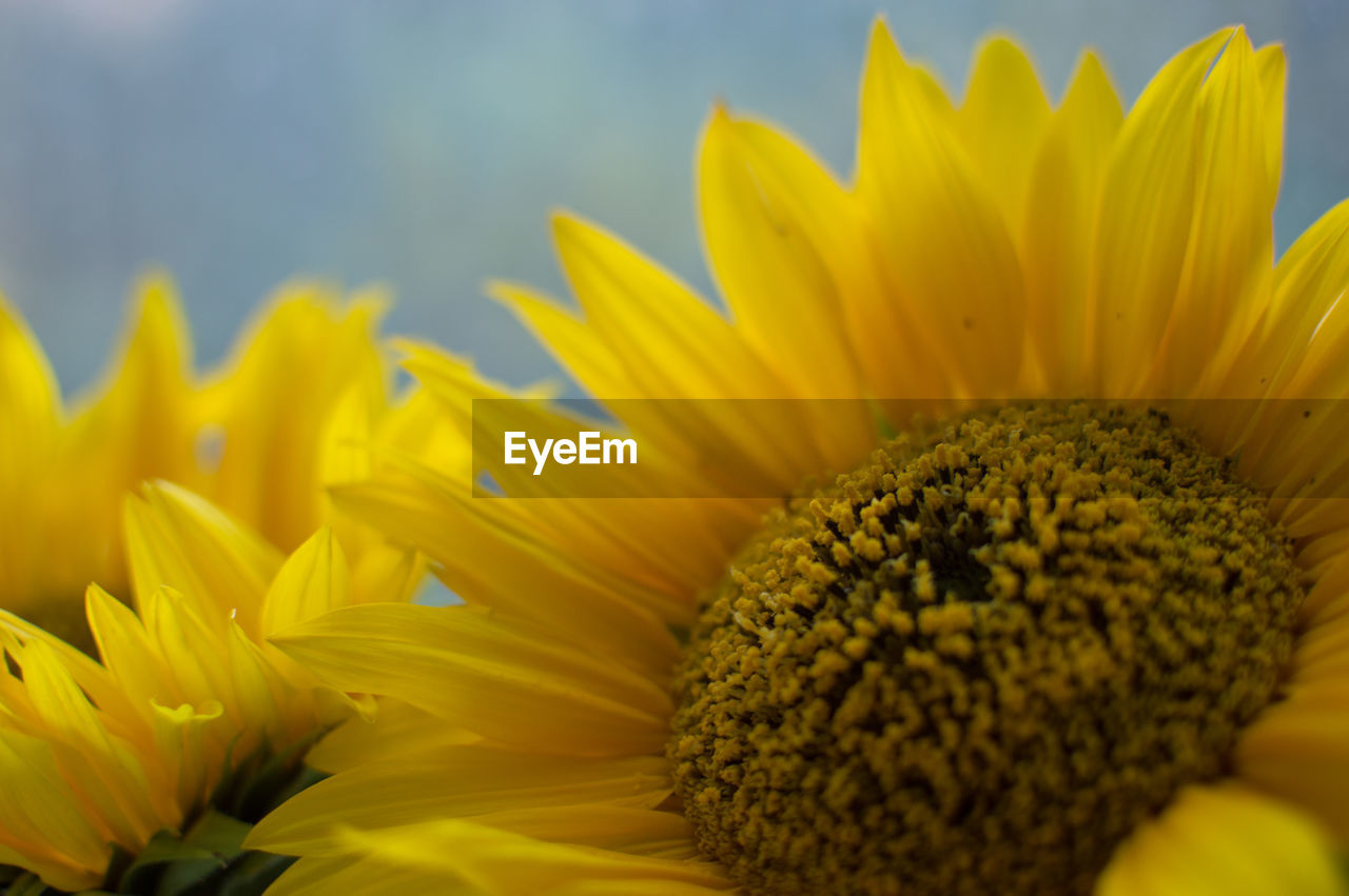 CLOSE-UP OF SUNFLOWER IN BLOOM OF YELLOW FLOWERING PLANT