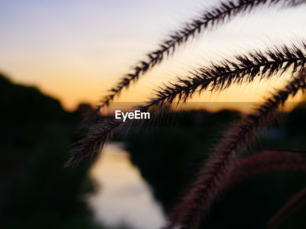 Close-up of silhouette plant against sky at sunset