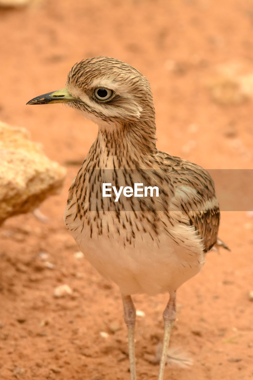 CLOSE-UP OF A BIRD ON A FIELD