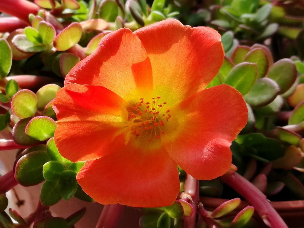 CLOSE-UP OF FLOWERING PLANTS