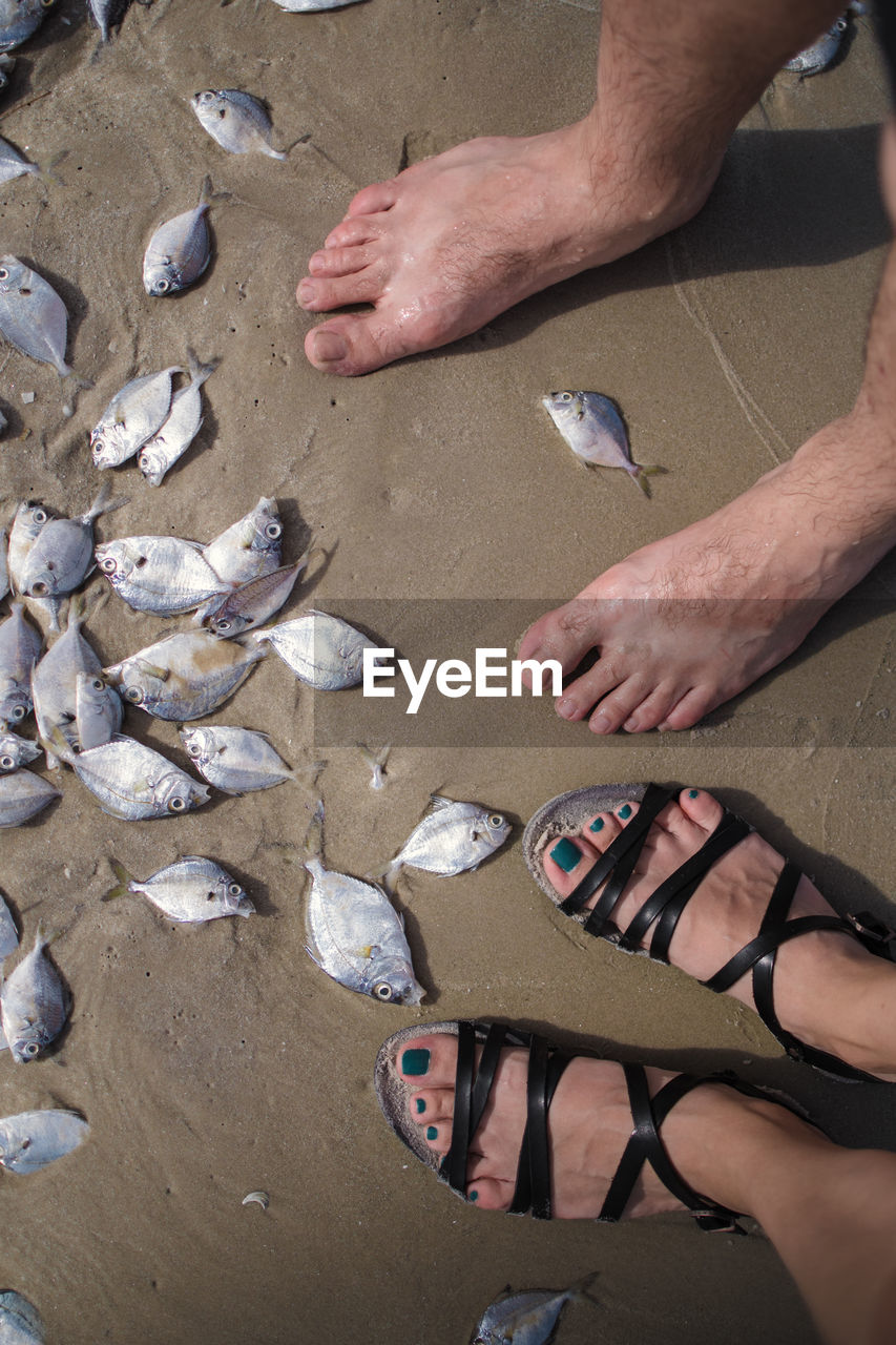HIGH ANGLE VIEW OF HANDS FISH IN SEA