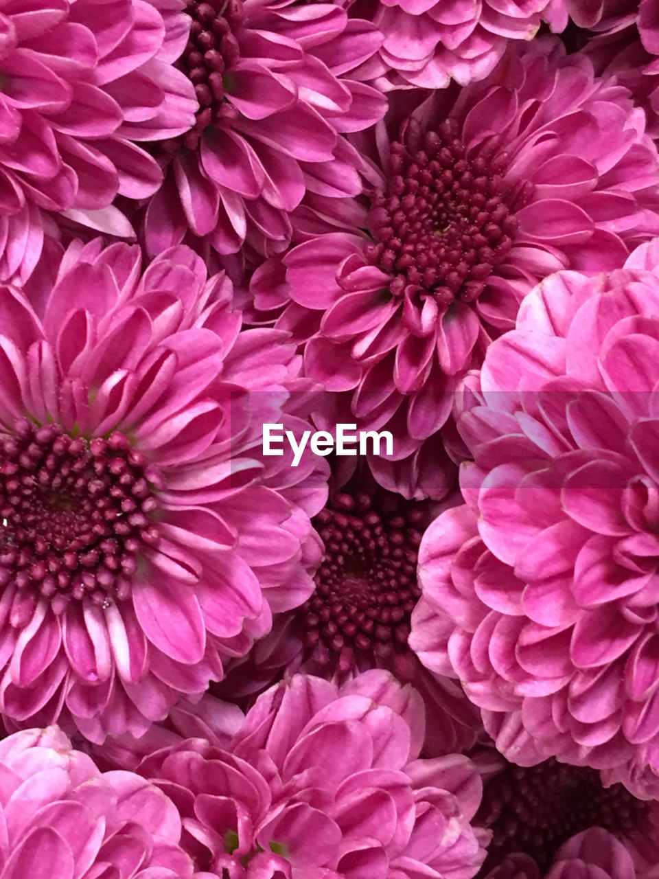 CLOSE-UP OF PINK FLOWERS BLOOMING OUTDOORS