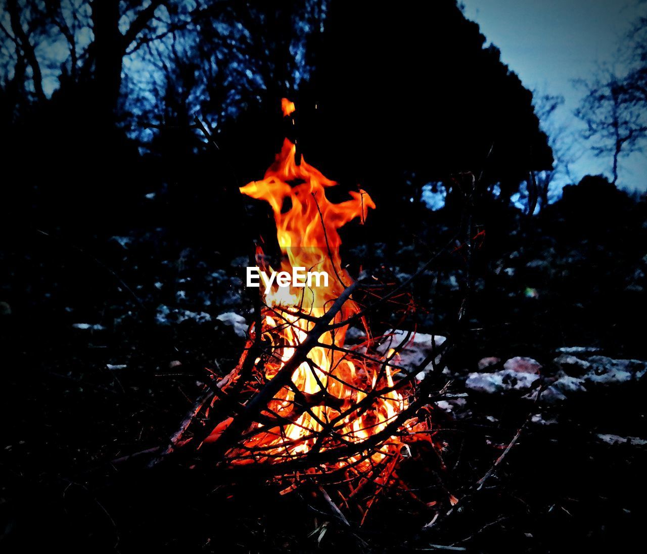 Close-up of bonfire against trees at night