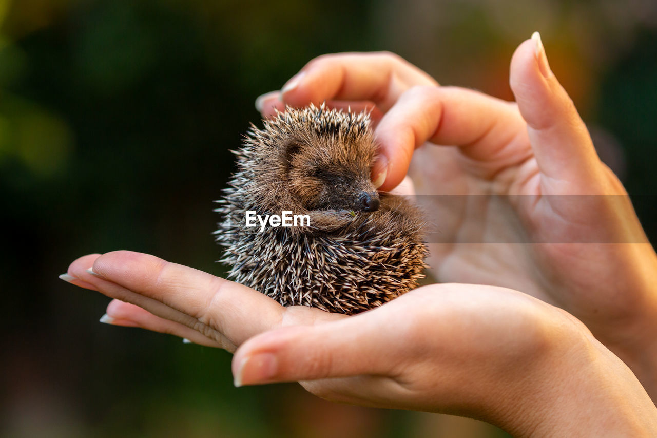 A woman hand holding a little hedgehog