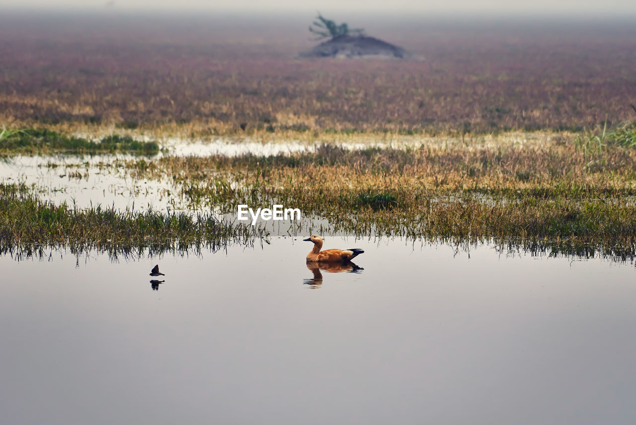 FLOCK OF BIRDS ON A LAKE